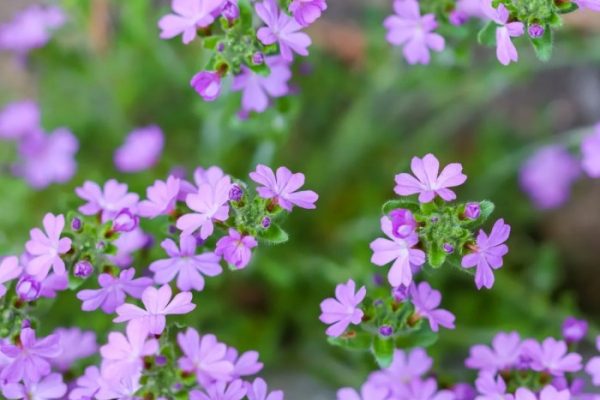 Small flowers to plant