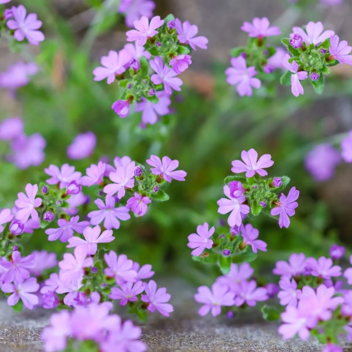 Small flowers to plant