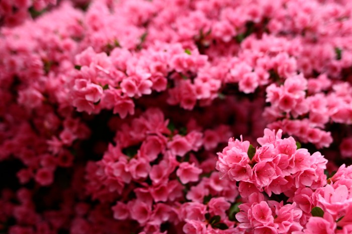 Plant with small pink flowers